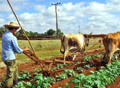 Los campesinos labran la tierra para garantizar la producción de alimentos en Guáimaro