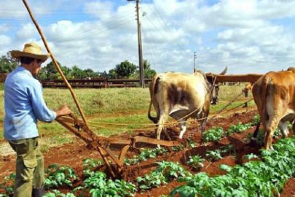 Los campesinos labran la tierra para garantizar la producción de alimentos