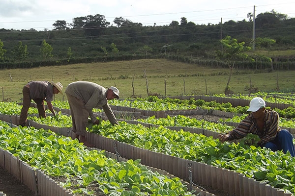 La producción de alimentos fundamental para el desarrollo socioeconómico del país