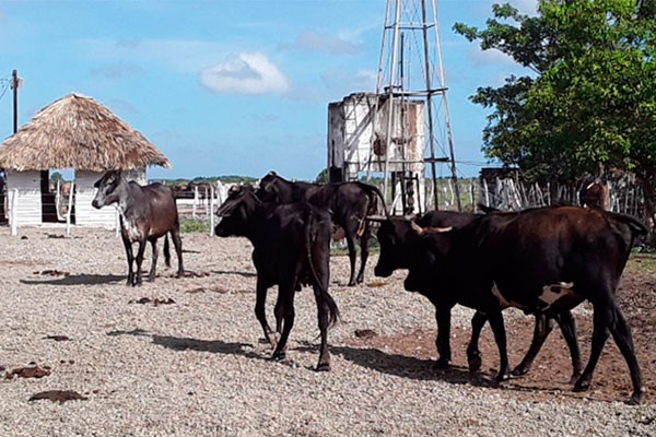 Realizarán acción de control para caracterizar ganadería cubana