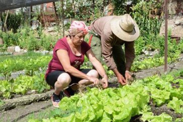 Crece la  Agricultura Urbana, Suburbana y Familiar en Guáimaro