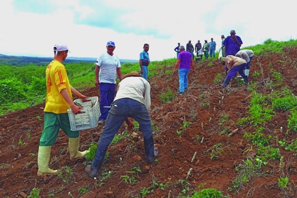  La preparación de nuevas tierras permite el crecimiento sostenido de los cultivos. Foto: Armando Sáez 