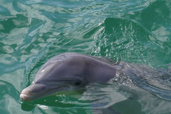 Perfeccionan gestión medioambiental en delfinario de Cayo Coco 