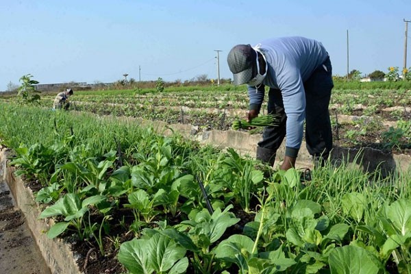 Camagüey y su constante batalla por el desarrollo de la Agricultura Urbana, Suburbana y Familia. Foto: Radio Camagüey
