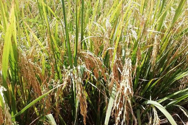 Cultivo del arroz.
