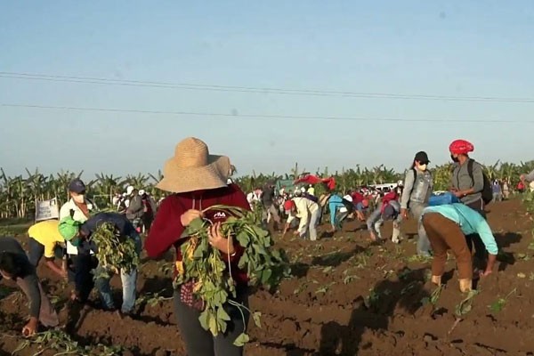 Hacia la soberanía alimentaria: Desafíos y oportunidades en Guáimaro
