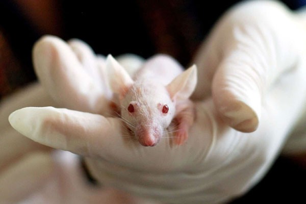 Prueban en ratones terapia para rejuvenecer sistema inmune