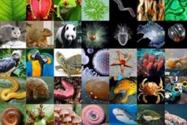 Identifican más de dos mil especies silvestres amenazadas en Colombia