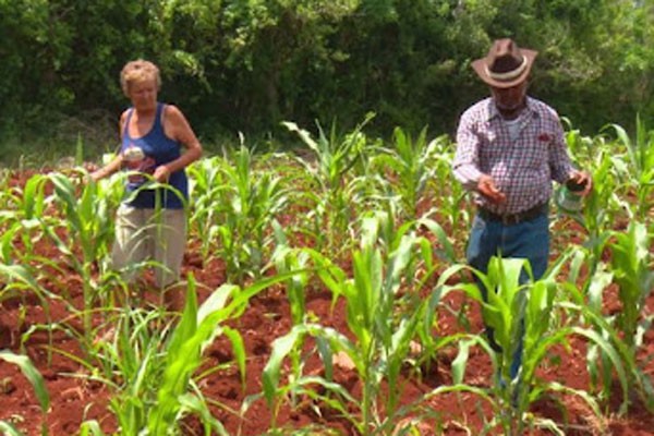 Con el novedoso Programa del PENUD no solo el ganado se beneficia con más y mejor pasto, sino los suelos y las aguas subterráneas. 