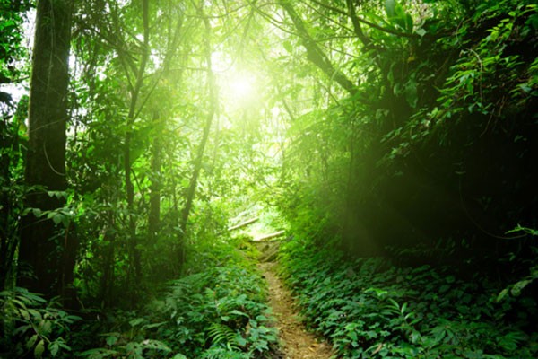 Convención Internacional Agroforestal Cuba 2024. Foto: Tomada de Internet