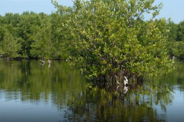 Manglar del Parque Nacional Caguanes, ubicado en el municipio espirituano de Yaguajay.