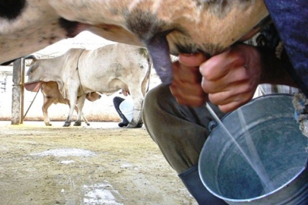 Colectivo de la Cooperativa de Producción Agropecuaria (CPA) Roberto Rodríguez Fernández, a la vanguardia en la producción lechera.