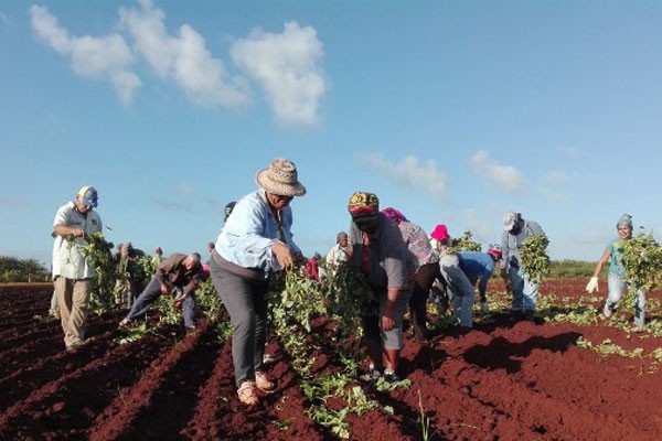 Producción de alimentos, prioridad en Guáimaro.