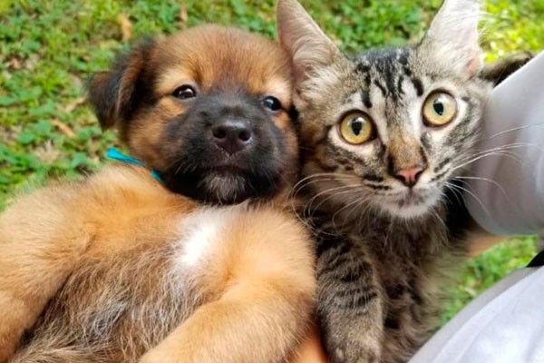 Protección y cuidado de los animales, prioridad en Cuba.