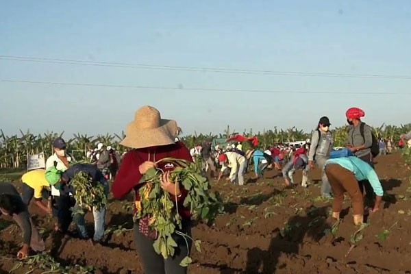 Producir alimentos para el pueblo.