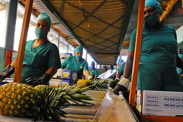 Producción de piña en Ciego de Ávila.