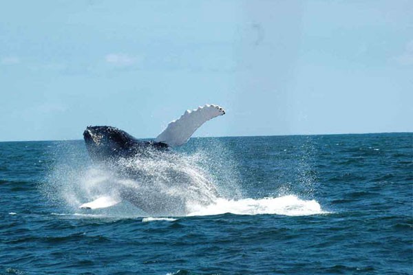 Espacios marinos protegidos