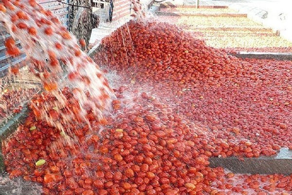 Producción de alimentos. Foto tomad de Internet