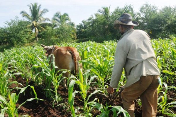 Producción de alimentos