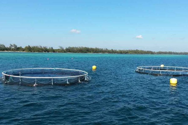 Investigaciones Pesqueras (CIP)  Noruega-Cuba