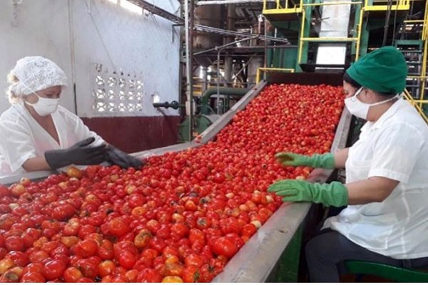 Producción de alimentos