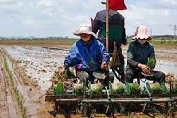 Producción de arroz