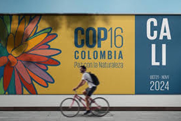 COP16