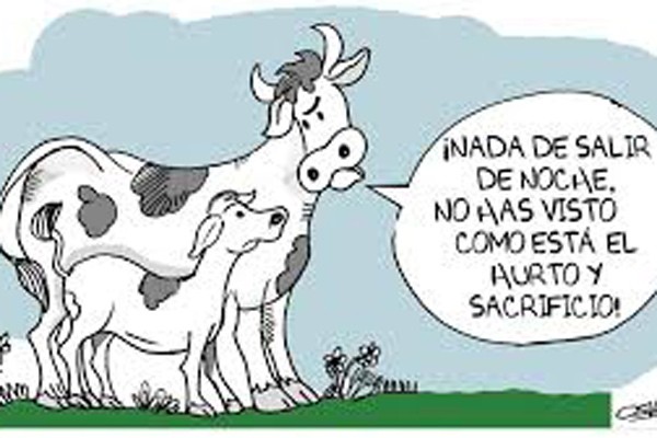 Vacas