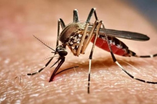 Día Mundial contra el Dengue: Prevenir es la clave