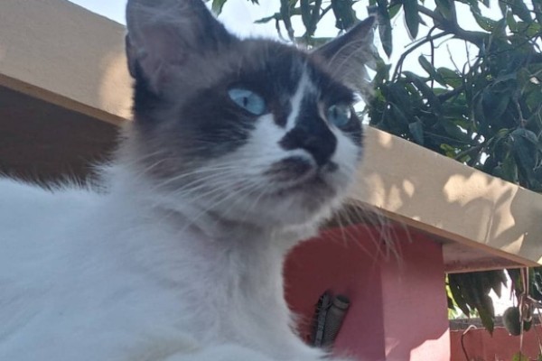 In Guáimaro, the essential contribution of Veterinary Medicine 