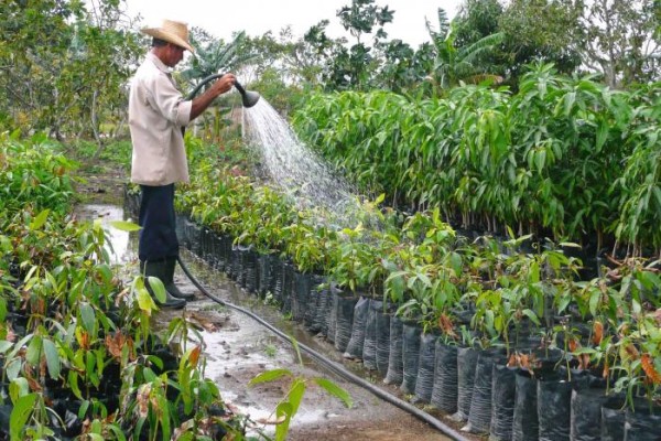 Agricultura sostenible, una necesidad impostergable