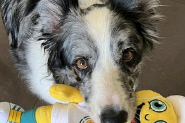 Perros 'talentosos' muestran habilidades exclusivas de los humanos