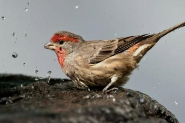 Farmacia natural: el sorprendente instinto curativo de los animales