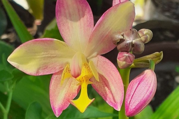 Concurso “Naturaleza Digital 2025” celebra la fotografía ambiental en Topes de Collantes