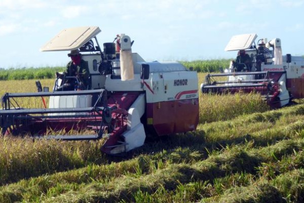 Cuba se propone sembrar 200 000 hectáreas de arroz en 2026