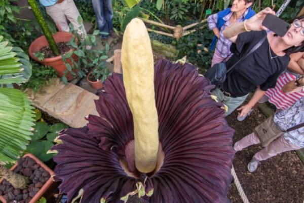 Roban la flor aro gigante, la más apestosa del mundo por su olor a carne podrida