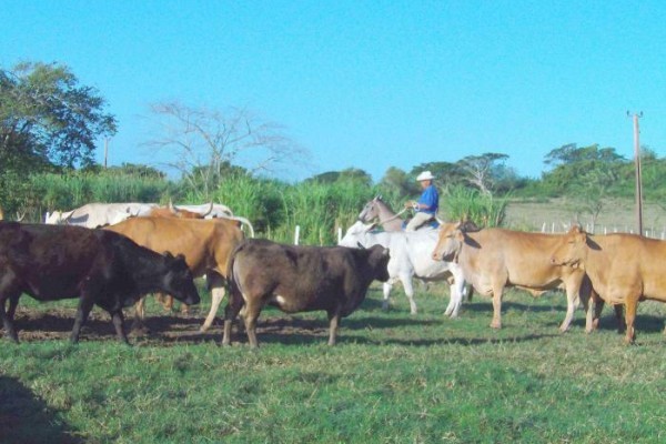 Cuban courts deploy comprehensive strategy against crimes associated with cattle