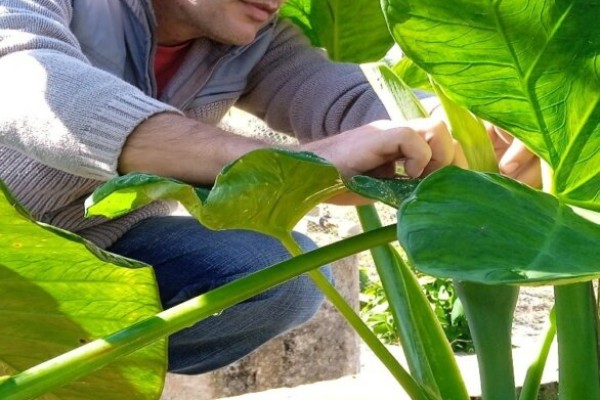 The botanical seed of the malanga Xanthosoma spp. is obtained in Cuba.