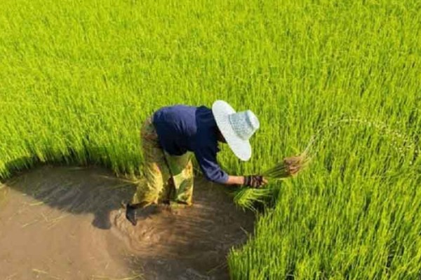 Activó agricultura medidas para mitigar daños de Melissa 
