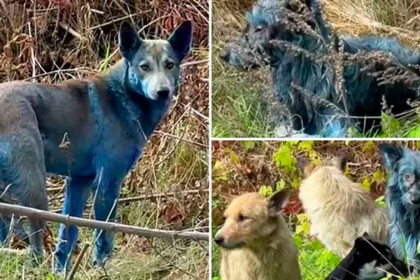 Avistan inusuales perros azules en zona exclusiva de Chernobil