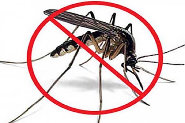 Arbovirosis: prevenir para vencer