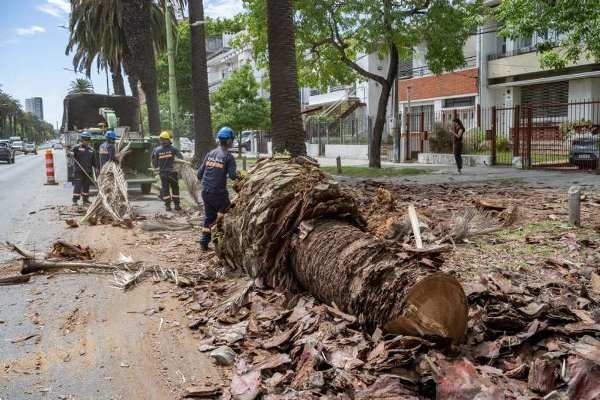 Red Palm Weevils Removed in Montevideo Due to Infestation