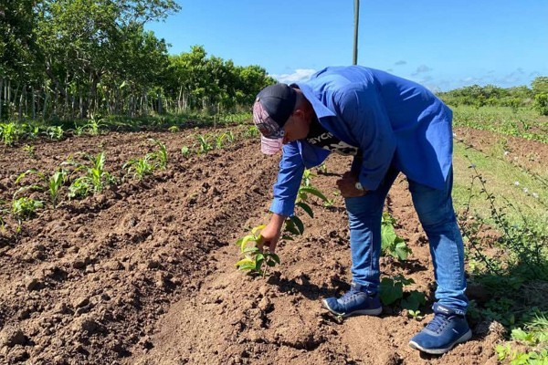 Prioritized attention to producers in the city's green belt in Camagüey