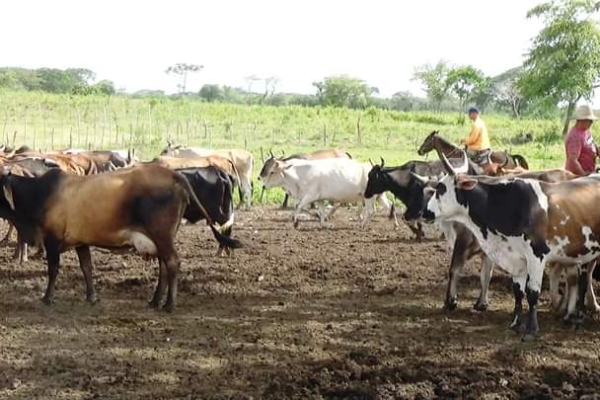 Innovación y ciencia: claves para revitalizar la producción agropecuaria en Camagüey