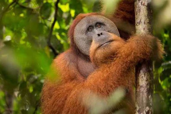 Endangered Tapanuli orangutans in Sumatra