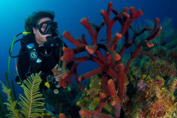 Cuba adopta decisión gubernamental para la conservación de sus arrecifes coralinos