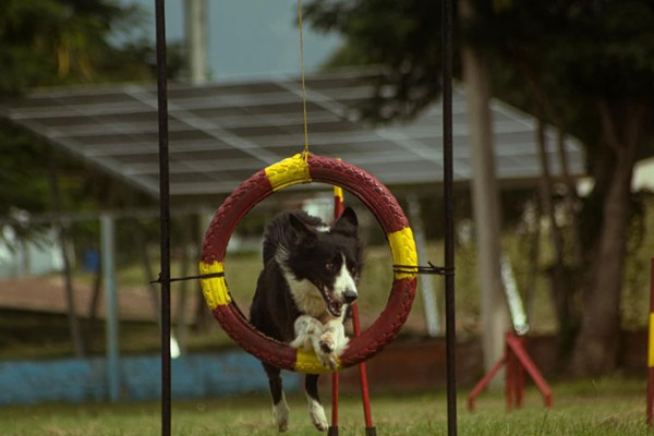 En 2025: mejores delegación y equipo de deporte canino 