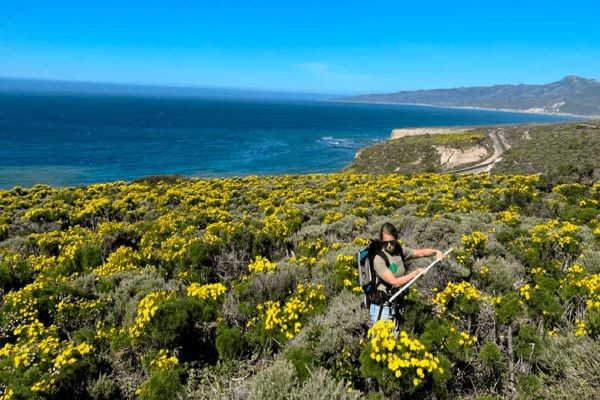 Study of flowers from the air predicts changes in ecosystems