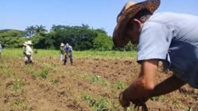 For the farmers of Guáimaro, efficiency in the first step (+ Audio)