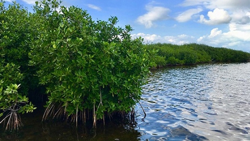 CITMA in Holguín conducts research aimed at protecting wetlands